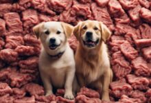 dog s safe beef amount
