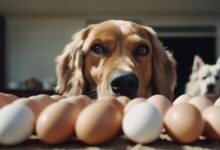 dog safe egg amount