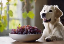 dog safety around grapes