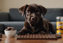 dog safety with chocolate