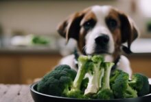 dogs and broccoli consumption