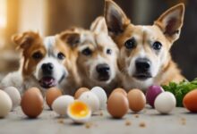 dogs can eat eggs from 8 weeks old