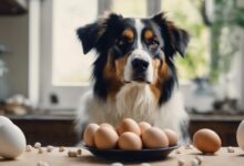 egg consumption for dogs