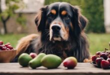 toxic fruits for dogs