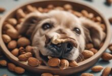 dog safe nuts list